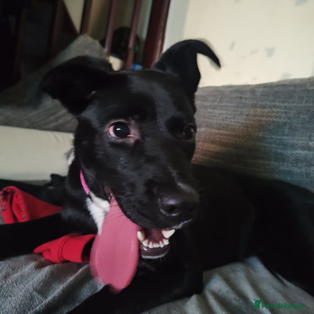 Mixed Breed dogs for sale: Free female puppy  - Advert 1