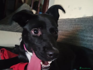 Mixed Breed dogs Free female puppy - Advert 2