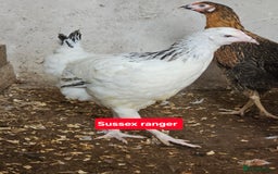 Chickens poultry for sale: Hybrid Pullets POL - Image 6