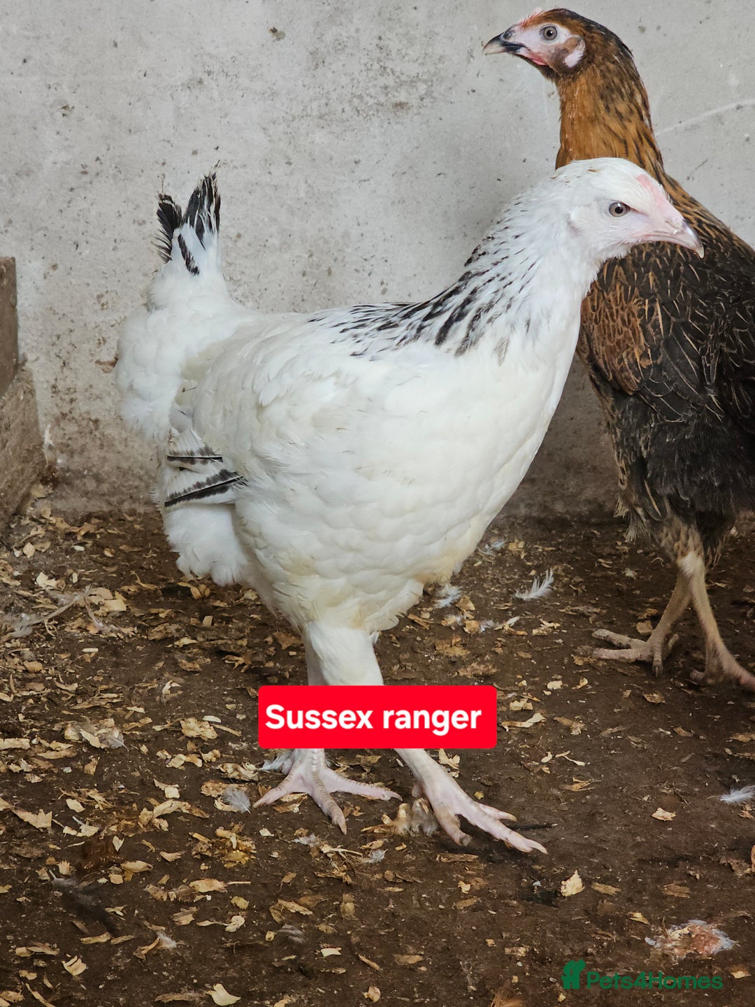 Chickens poultry for sale: Hybrid Pullets POL - Image 6