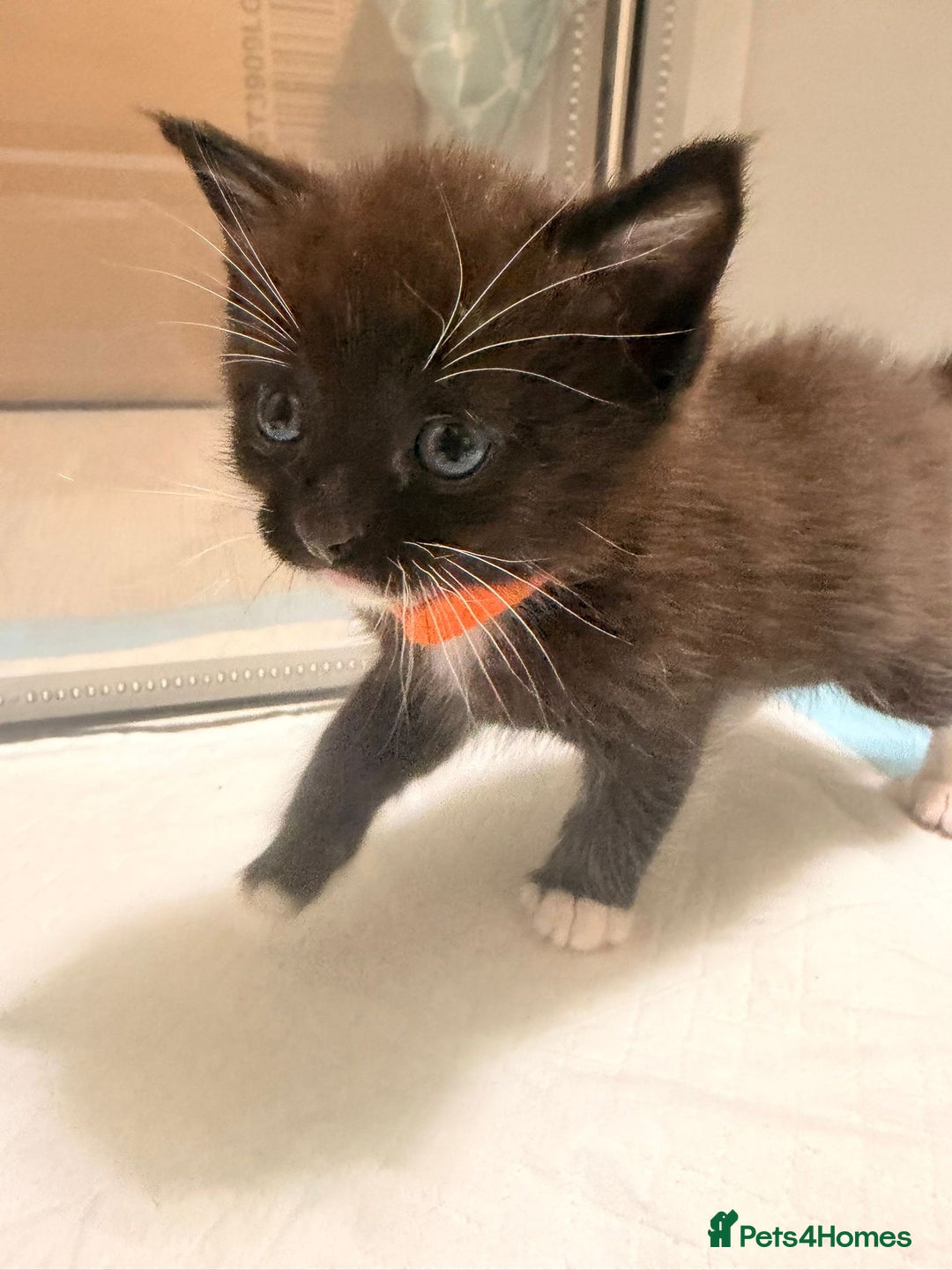 Ragdoll cats for sale: Ragdoll mix kitten - 5 Boys - Advert 10