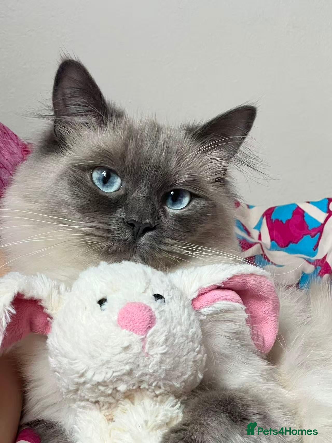 Ragdoll cats 3-year-old Ragdoll girl and boy to be rehomed - Advert 1