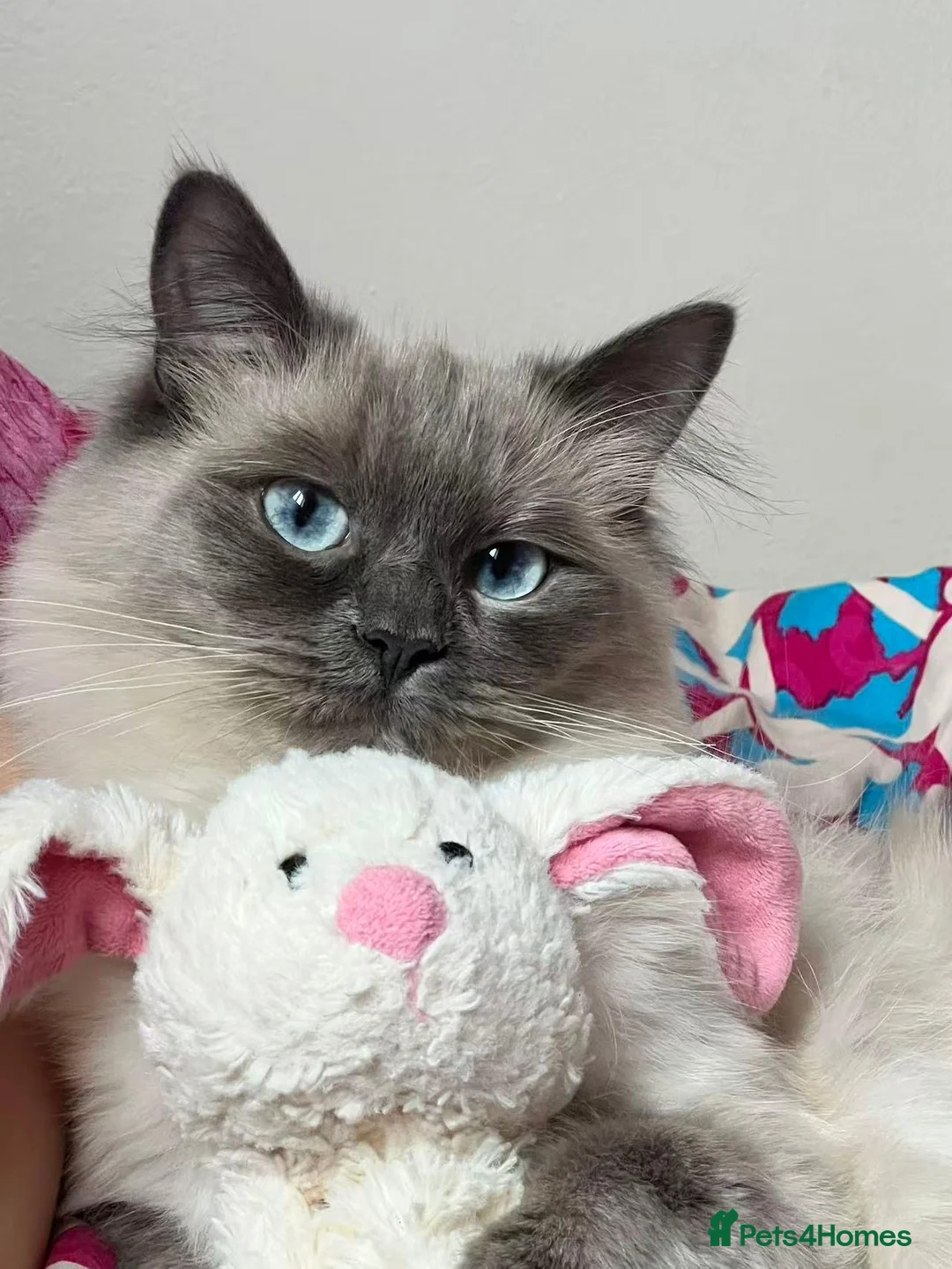 Ragdoll cats for sale: 3-year-old Ragdoll girl and boy to be rehomed in Swansea - Advert 1