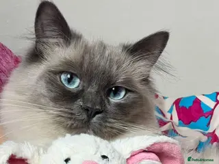 Ragdoll cats 3-year-old Ragdoll girl and boy to be rehomed - Advert 1