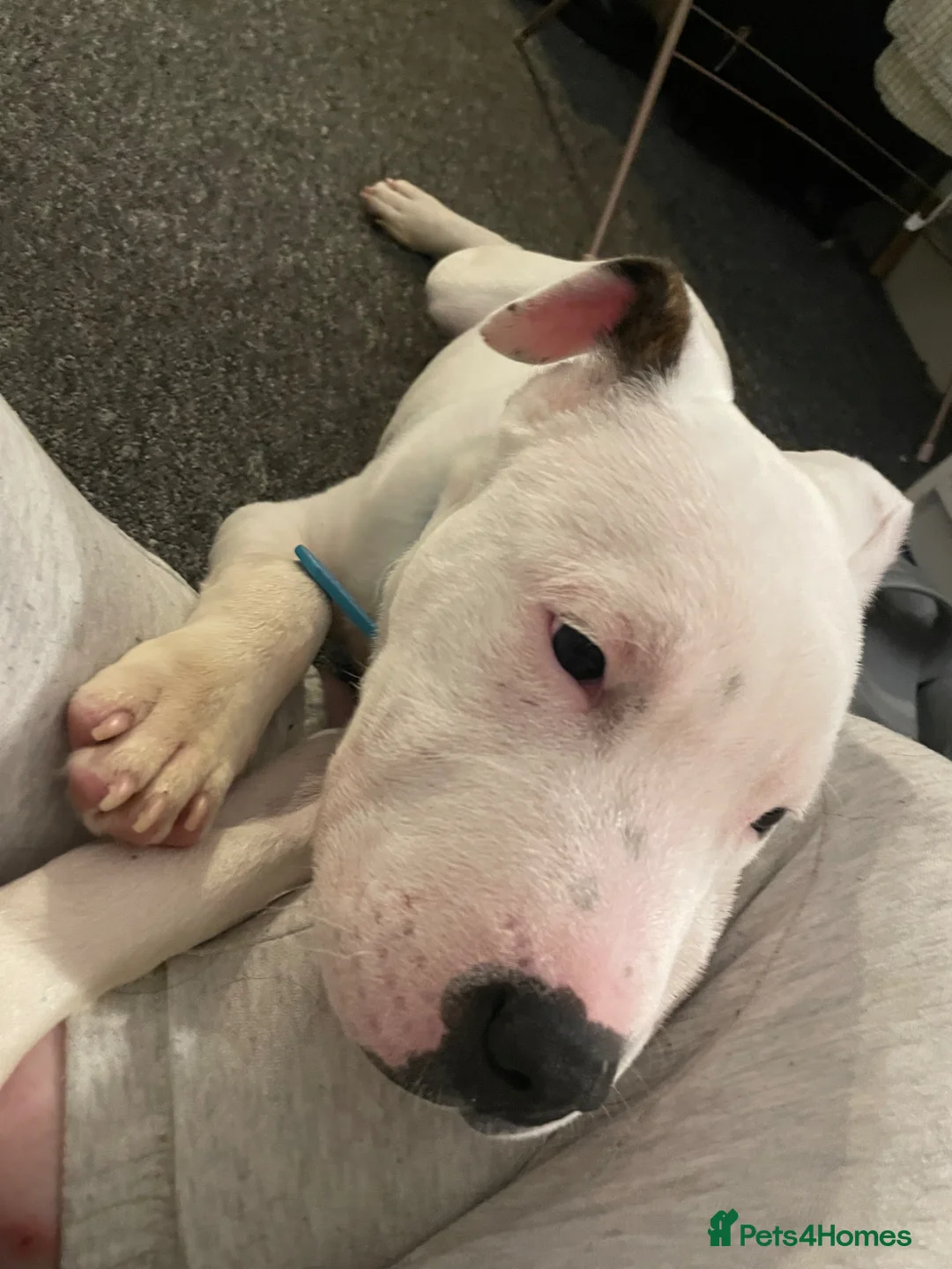 Mixed Breed dogs for sale: Male dog for sale in Gillingham - Advert 11