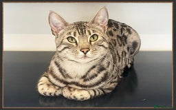 Bengal cats for sale: Silver Spotted Bengal Siblings Haja And Tala - Image 8