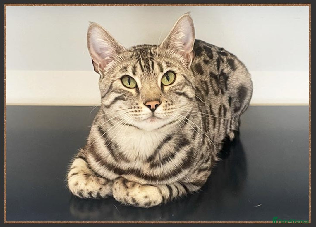 Bengal cats for sale: Silver Spotted Bengal Siblings Haja And Tala - Image 8