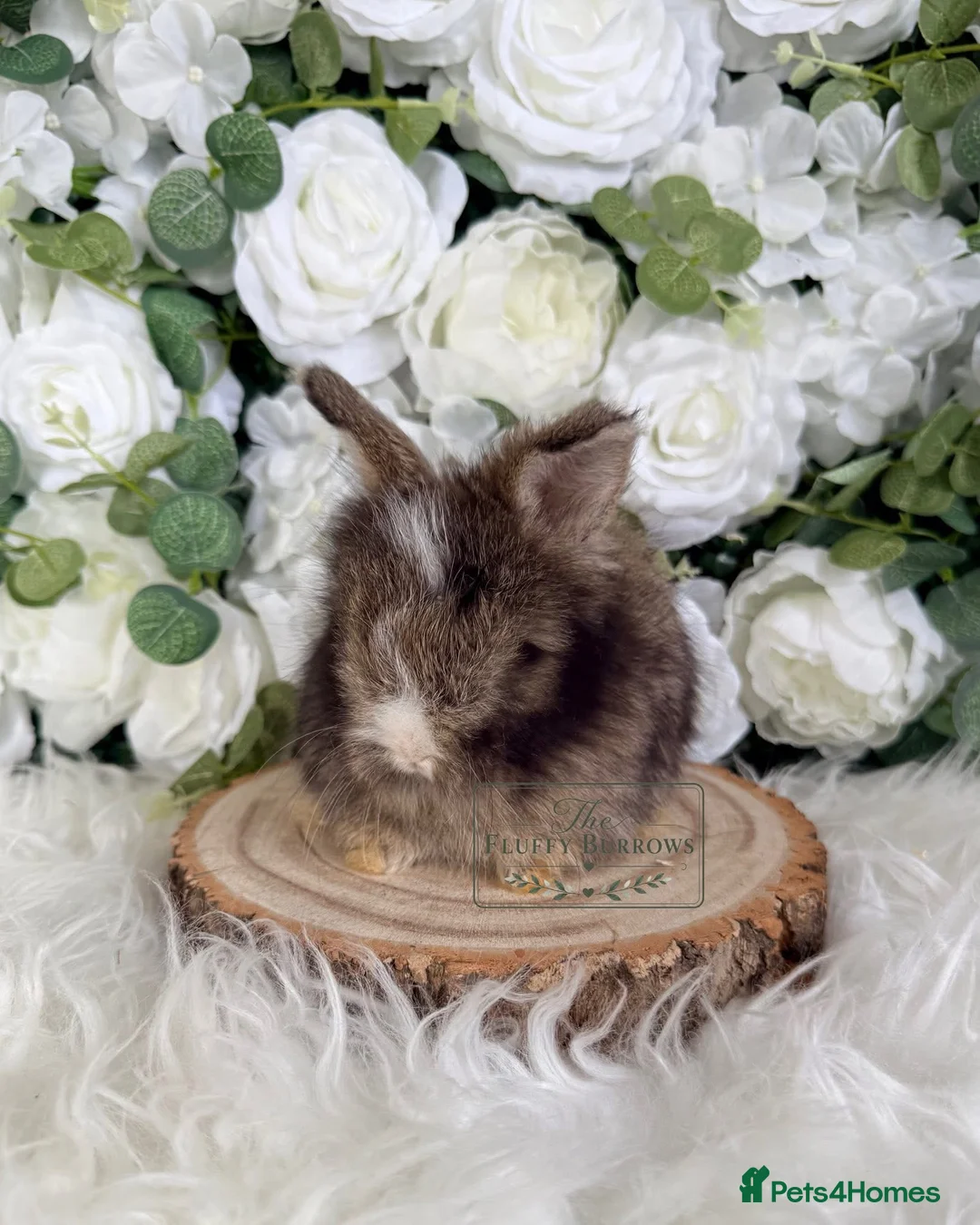 Angora rabbits for sale: Vaccinated Purebred English Angoras - Advert 2