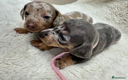 Miniature Dachshund dogs for sale: Miniature dachshund puppies - Image 2