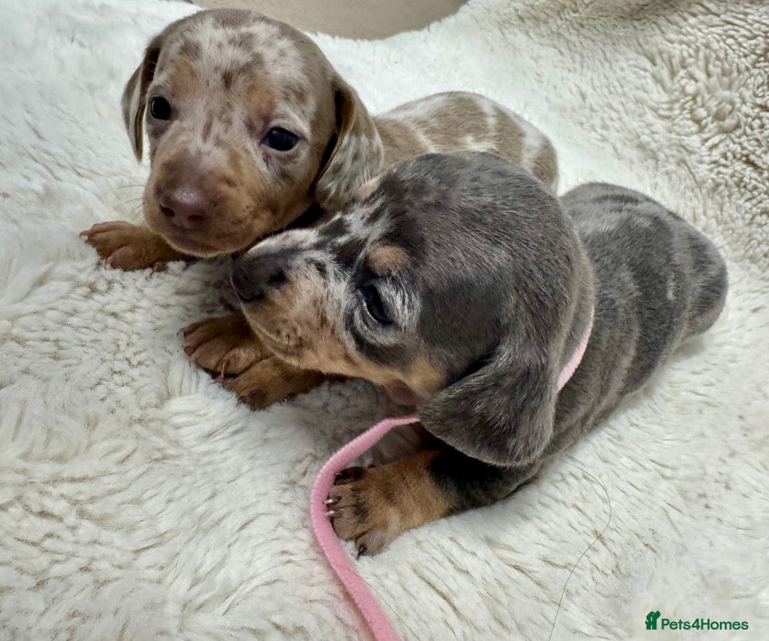 Miniature Dachshund dogs for sale: Miniature dachshund puppies - Image 2