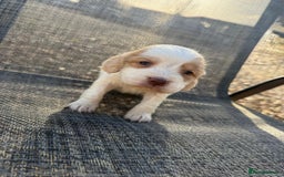 Cocker Spaniel dogs for sale: Coca spanial  - Advert 4