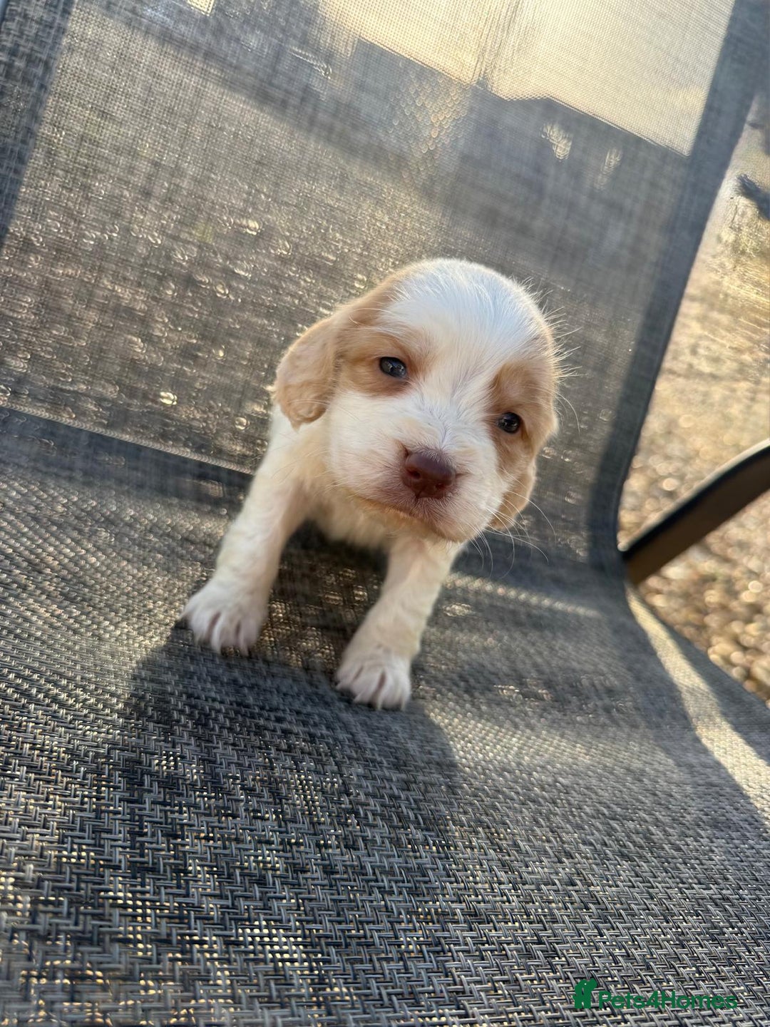 Cocker Spaniel dogs for sale: Coca spanial  - Advert 4