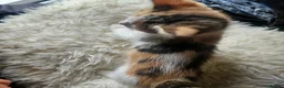 Mixed Breed cats for sale: Beautiful Mixed kittens 8 weeks  - Advert 9