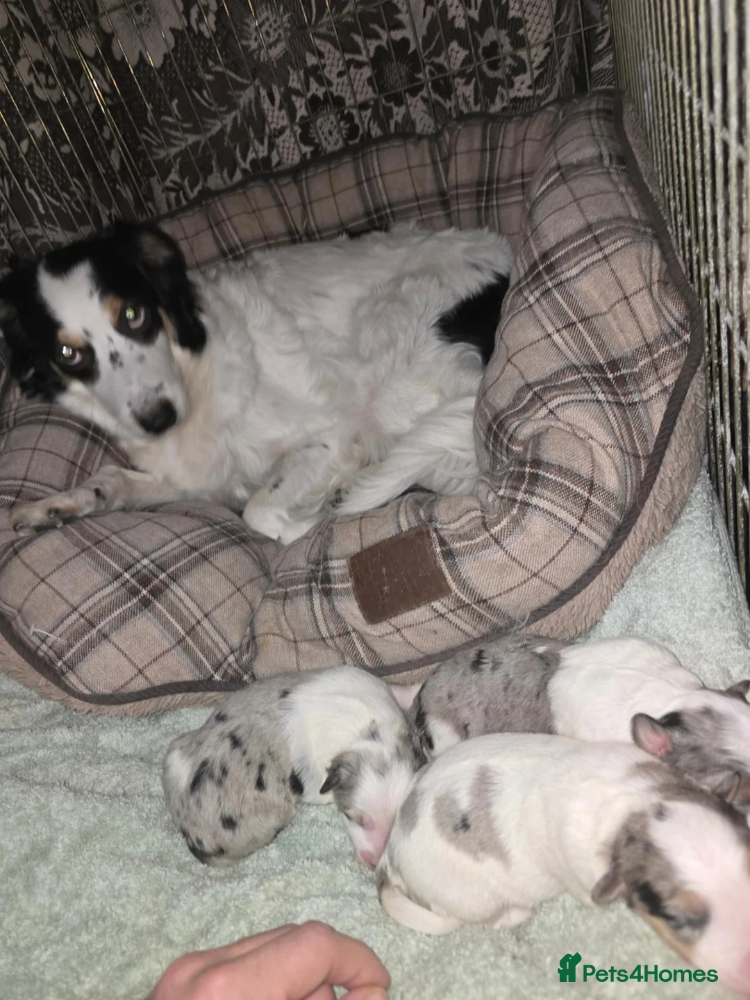 Border Collie dogs for sale: Beautiful Border Collie merles - Advert 2