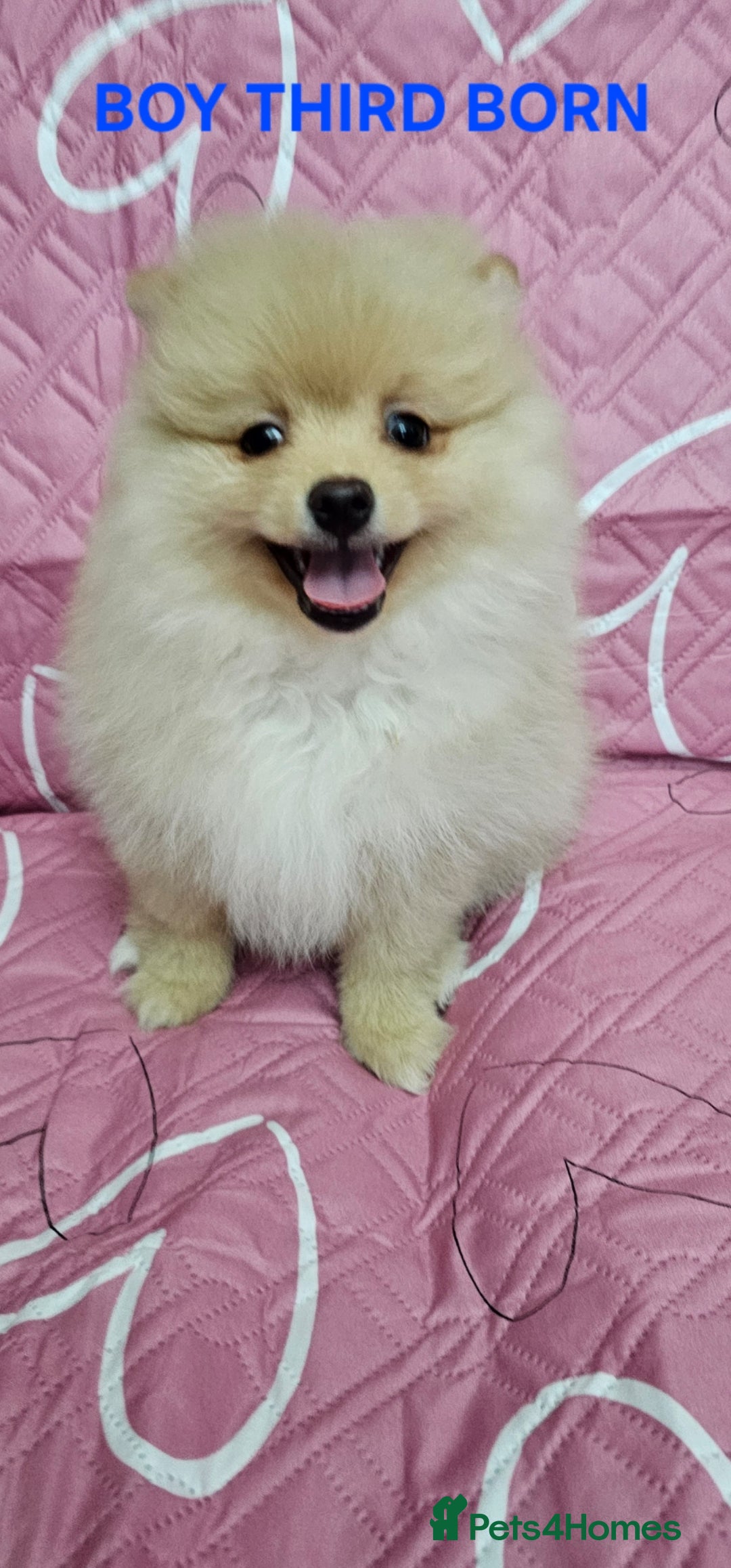 Pomeranian dogs 2 KC REG HANDSOME POMERANIANS - Advert 6