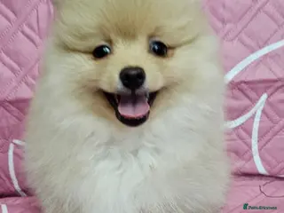 Pomeranian dogs 2 KC REG HANDSOME POMERANIANS - Advert 6