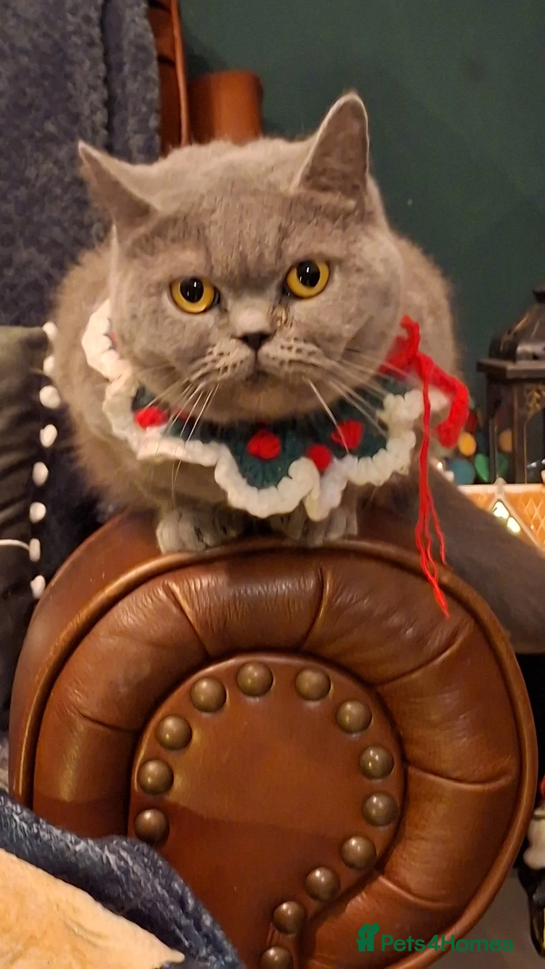 British Shorthair cats for sale: British Blue Looking for New home in Ebbw Vale - Advert 1