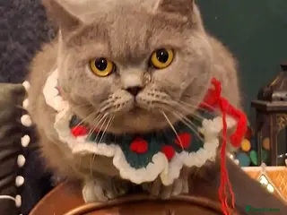 British Shorthair cats British Blue Looking for New home in Ebbw Vale - Advert 1