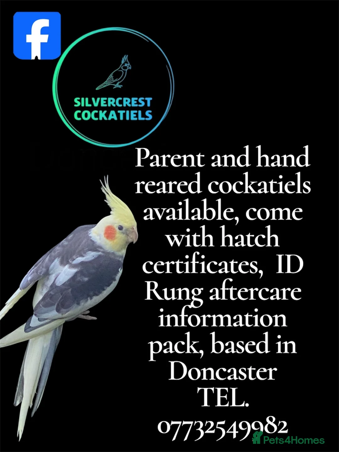 Cockatiels birds for sale: Silvercrest Cockatiels - Advert 1