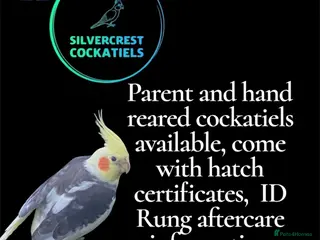 Cockatiels birds Silvercrest Cockatiels - Advert 17