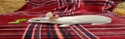 Rex rabbits for sale: Beautiful mini rex babies - Advert 3