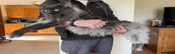 Maine Coon cats for sale: Chunky pedigree Maine coon kittens - Advert 6