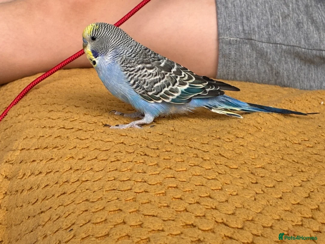Budgerigars birds for sale: Budgerigar Blue Male appox 6 Month Old *Free*  in Solihull - Advert 2