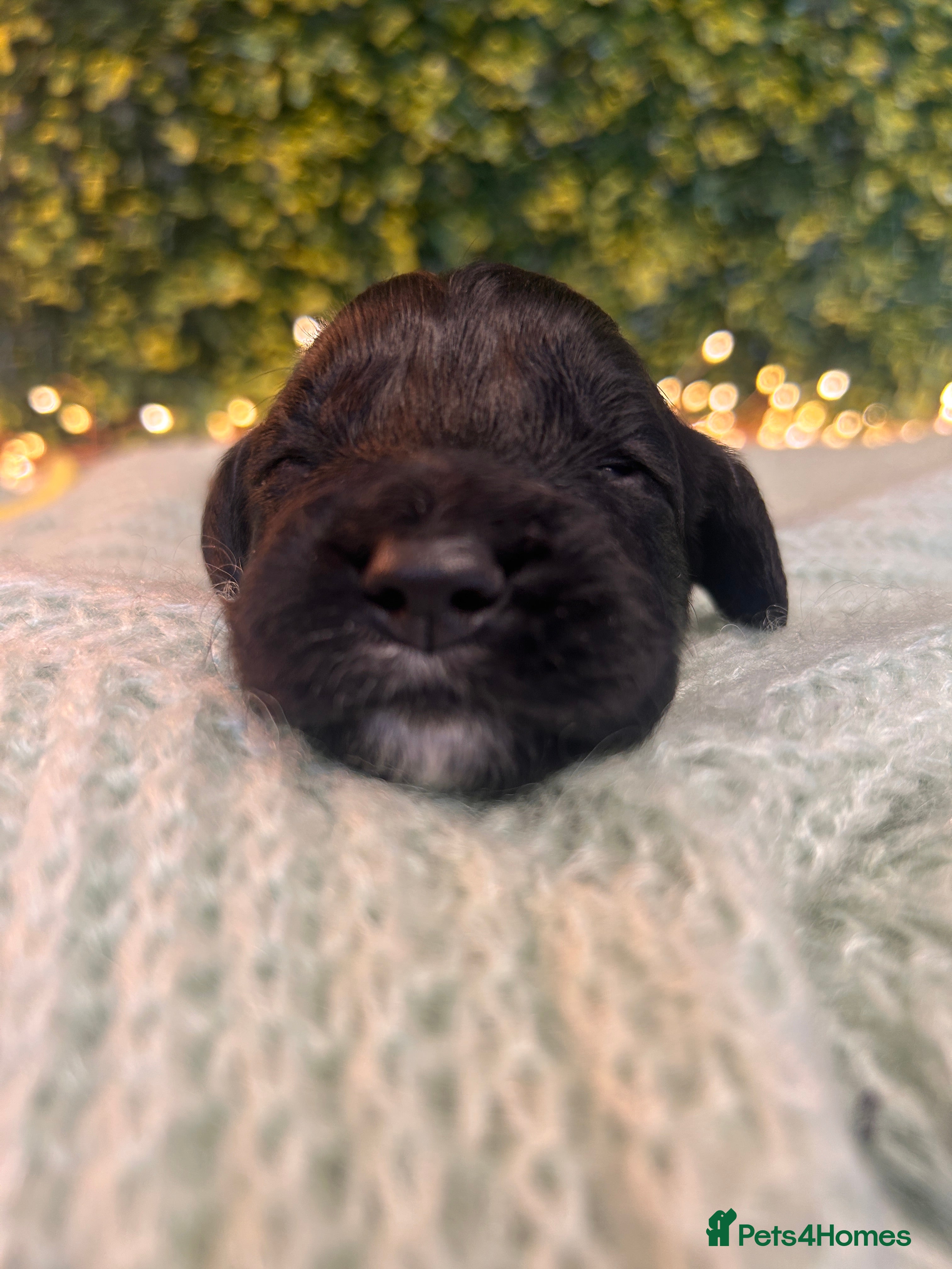 Sprocker dogs 5* Breeder Tested Rare F1b Sprocker Puppies - Advert 2