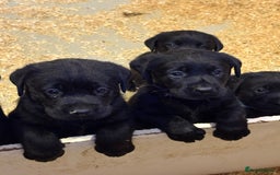 Labrador Retriever dogs for sale: CHUNKY BIG BONED SHOW LABRADOR PUPPYS - Image 4