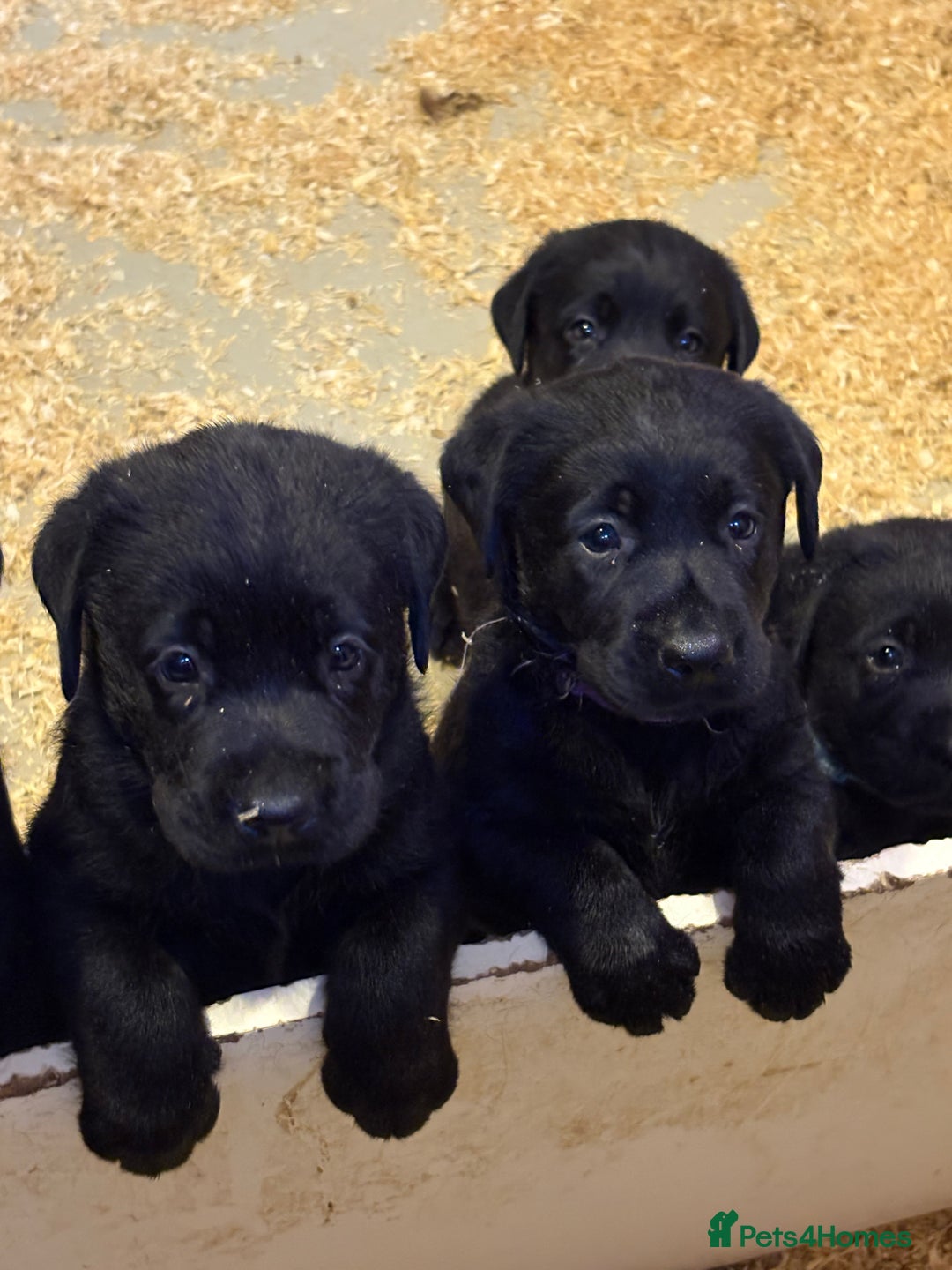 Labrador Retriever dogs for sale: CHUNKY BIG BONED SHOW LABRADOR PUPPYS - Image 4