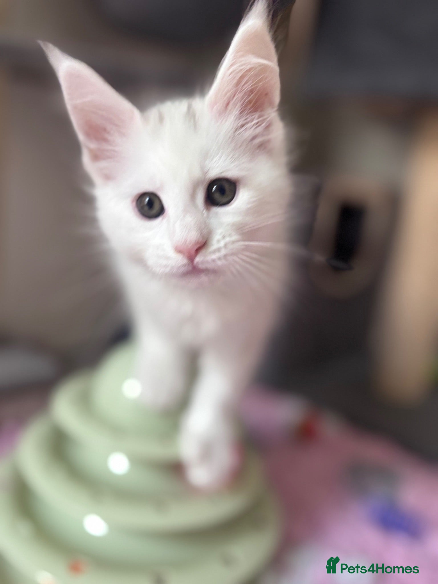 Maine Coon cats 💕Only 1 Girl Available💕Stunning White Mainecoon - Advert 1