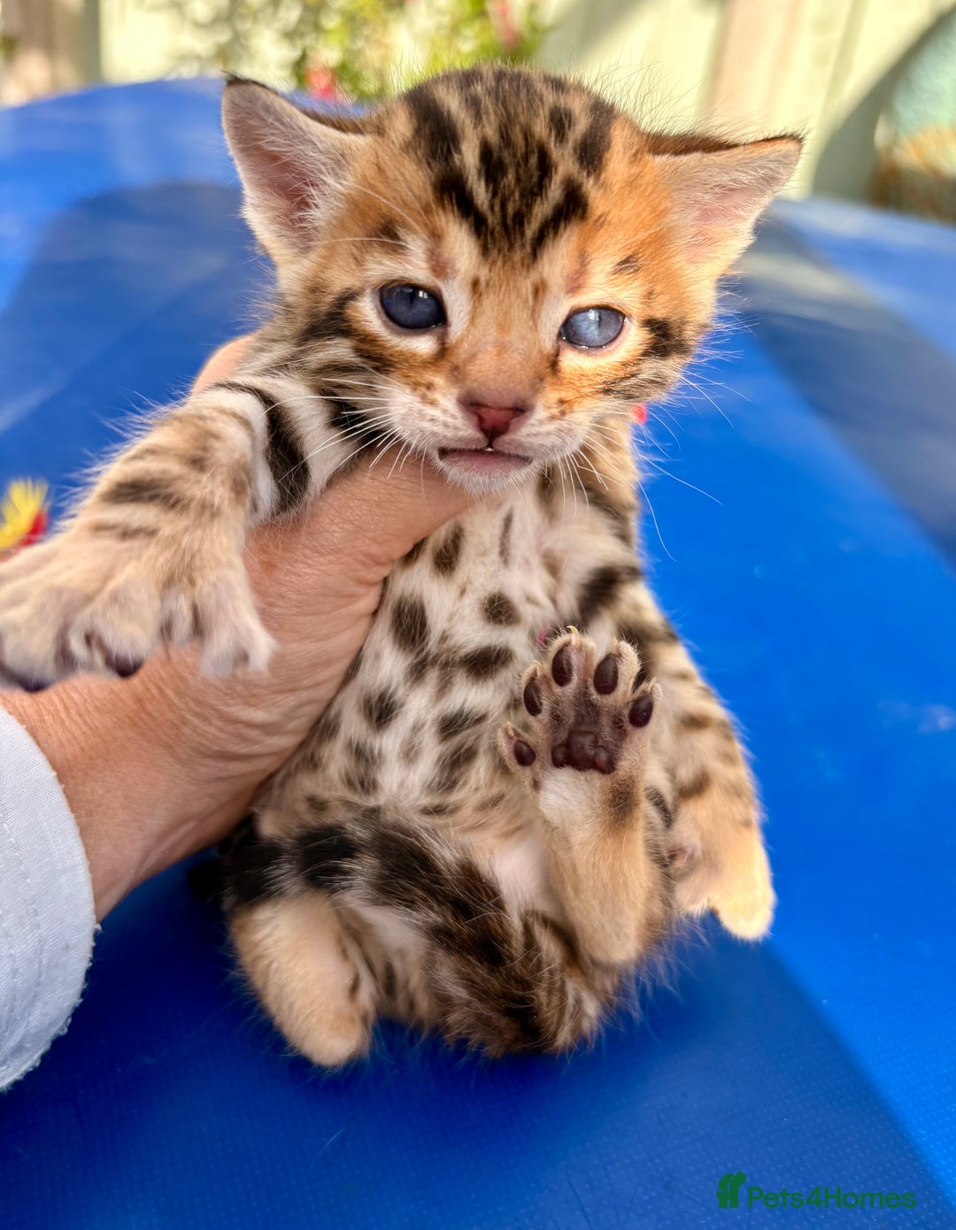 Keetso cats for sale: Stunning golden keetsos  - Image 18
