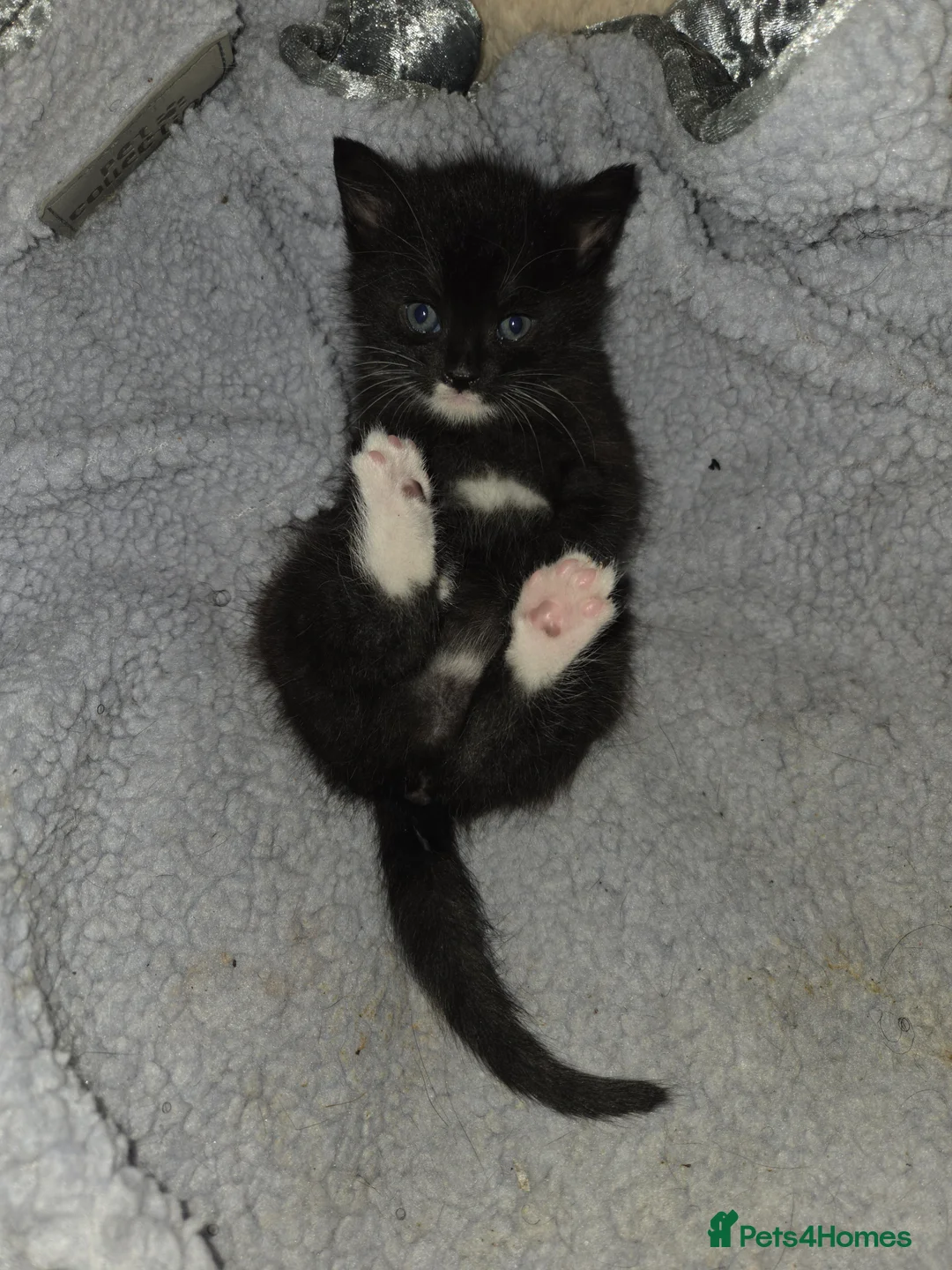 Mixed Breed cats for sale: Please read full ad - Advert 4