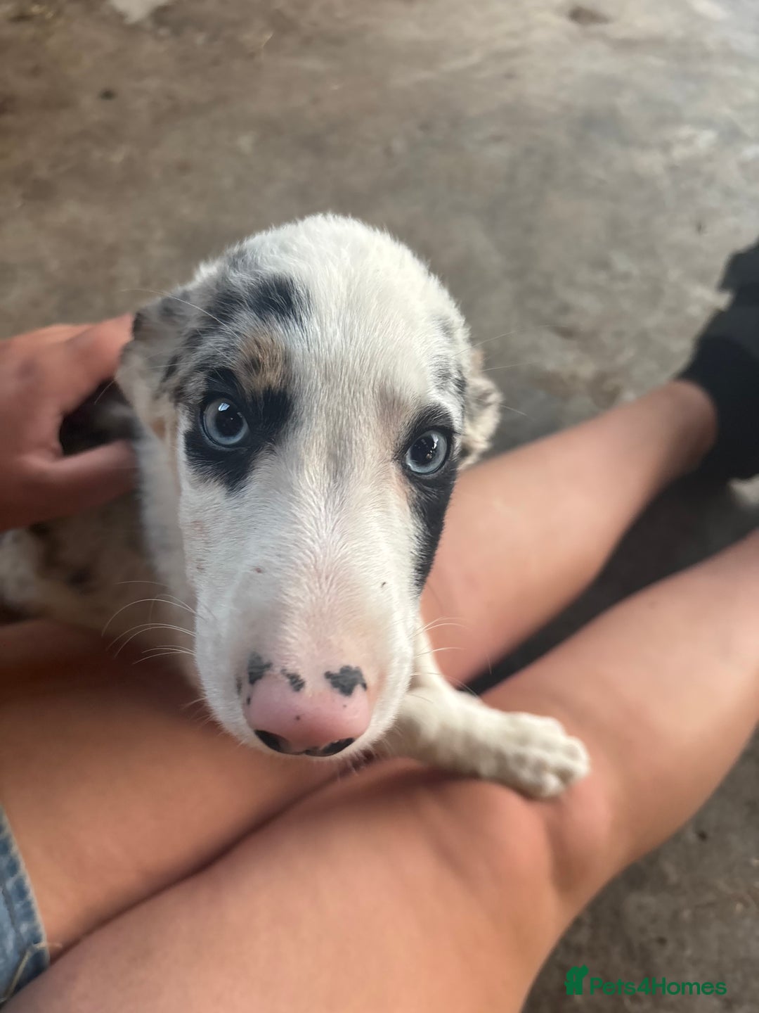 Bearded Collie dogs for sale: 2 collies for sale  - Image 14