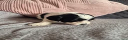 Jackapoo dogs for sale: F1 jackapoo pups  - Advert 7