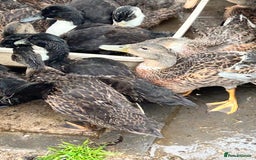 Ducks poultry for sale: Mixed ducks male and female  - Image 3