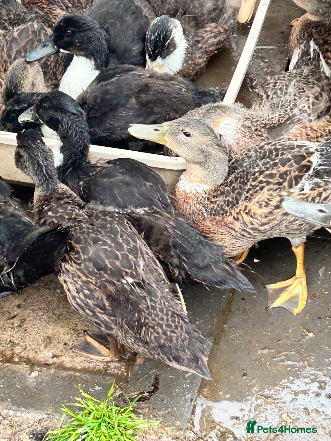 Ducks poultry for sale: Mixed ducks male and female  - Image 3