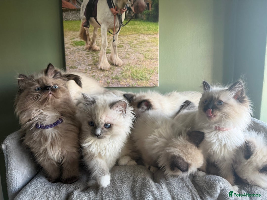 Ragdoll cats for sale: Tica Registered Ragdolls - Advert 3