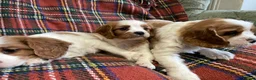 Cavalier King Charles Spaniel dogs for sale: Beautiful Cavalier King Charles KC Registered GIRL - Advert 16