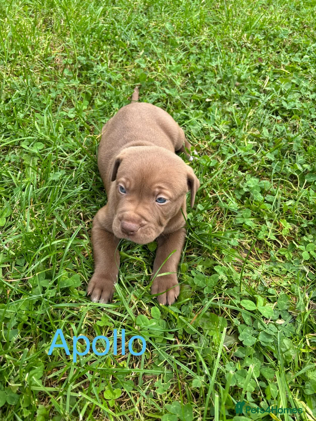 Mixed Breed dogs for sale: Stafford bull terrier cross lurcher in Chesterfield - Advert 40