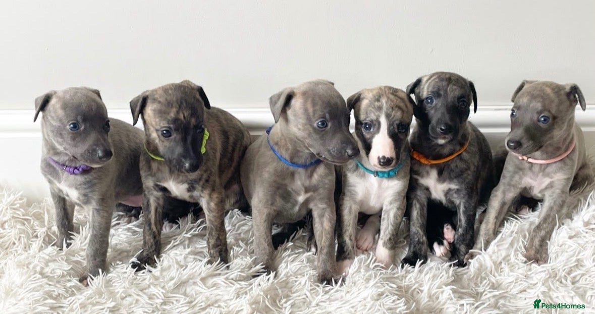 Whippet dogs Beautiful Whippet Puppies  - Advert 1