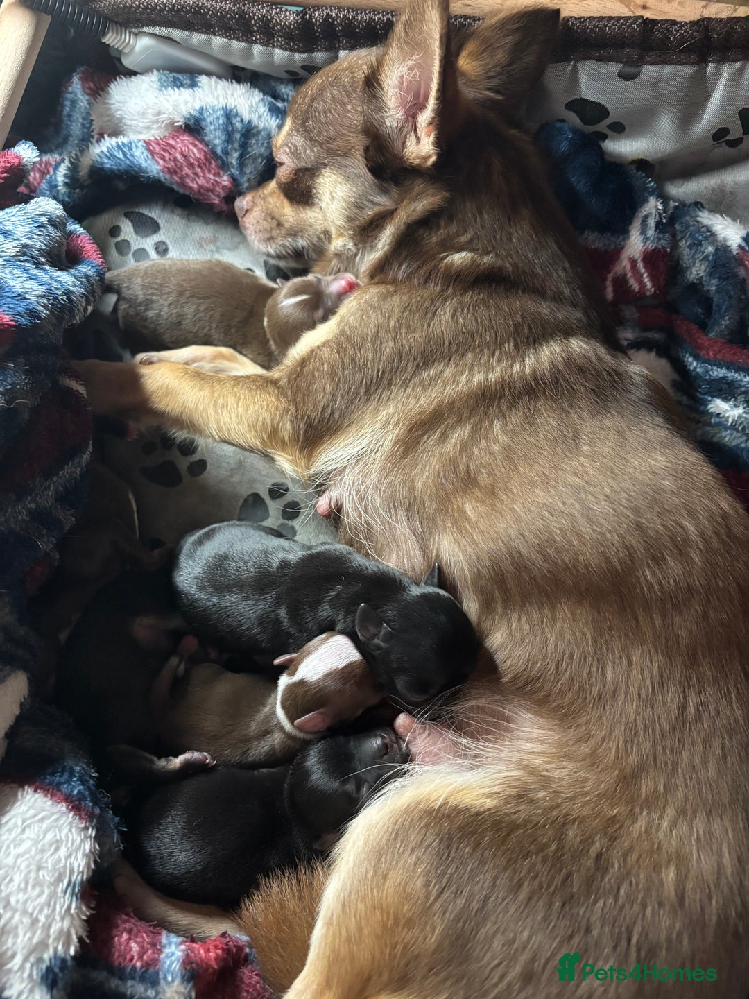 Chihuahua dogs for sale: Sweet chihuahua bundles of joy  - Image 7