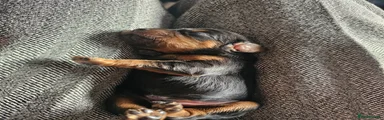 Cavalier King Charles Spaniel 2