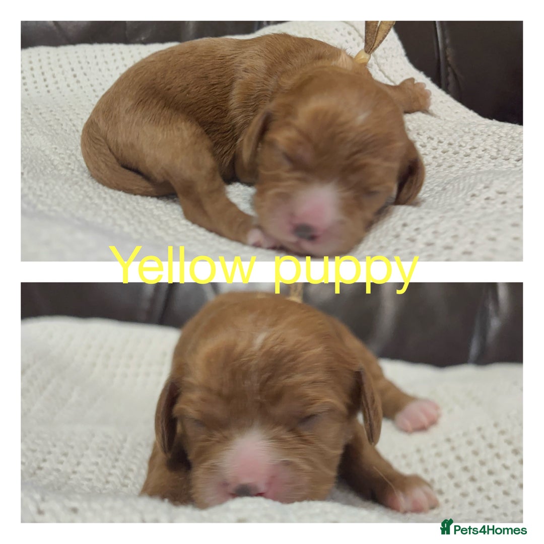 Cavapoo dogs for sale: Gorgeous F1 Cavapoo puppies. Health tested parents - Advert 33