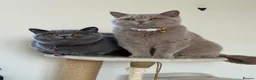 British Shorthair cats for sale: STUNNING BSH KITTENS! in Derby - Advert 12