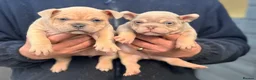 American Bully dogs for sale: Nano and micro bully’s  - Advert 6