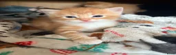 Mixed Breed cats for sale: Beautiful Ragdoll Cross Kittens - Advert 15