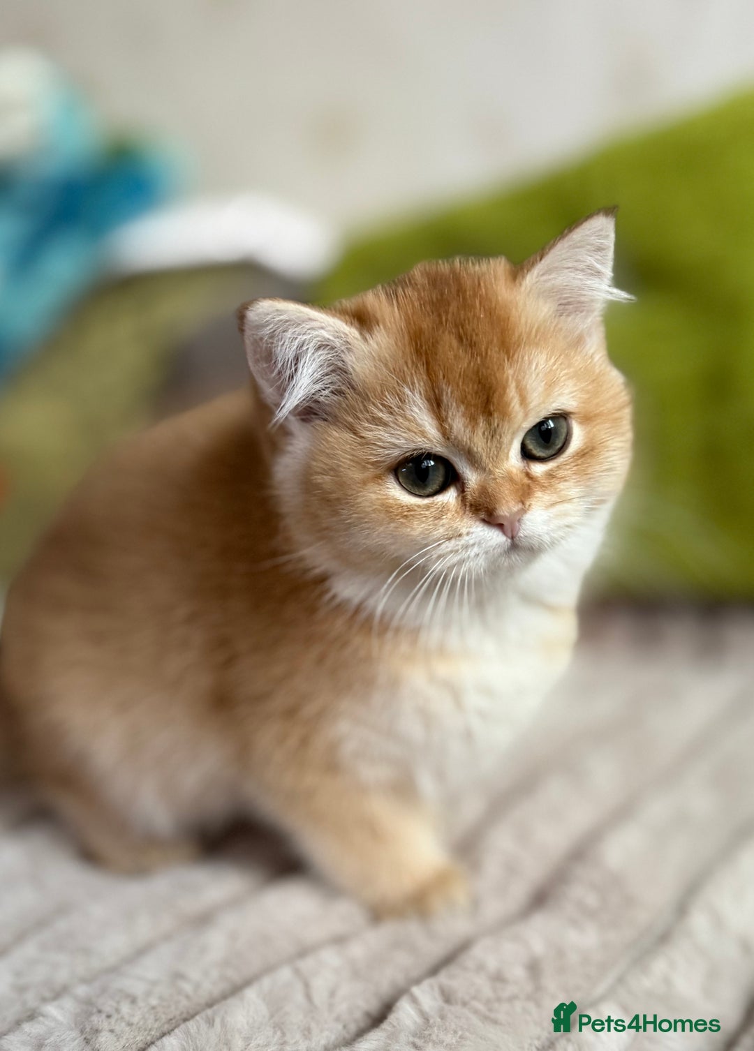 British Shorthair cats for sale: ✨ Golden BSH girls Looking for Loving Homes ✨ - Advert 3