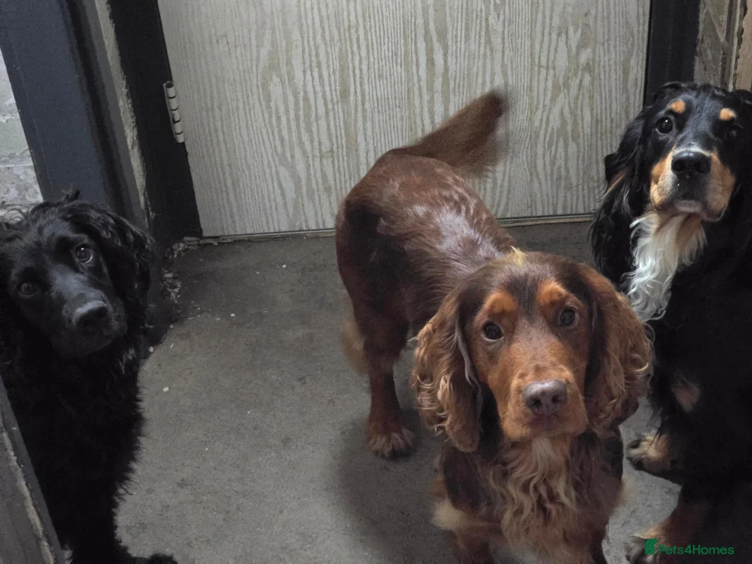 Cocker Spaniel dogs for sale: Working cocker spaniel  in Sheffield - Advert 1