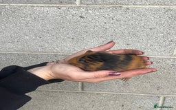 Guinea Pig rodents for sale: Lovely Guinea Pig looking for her new home - Image 2